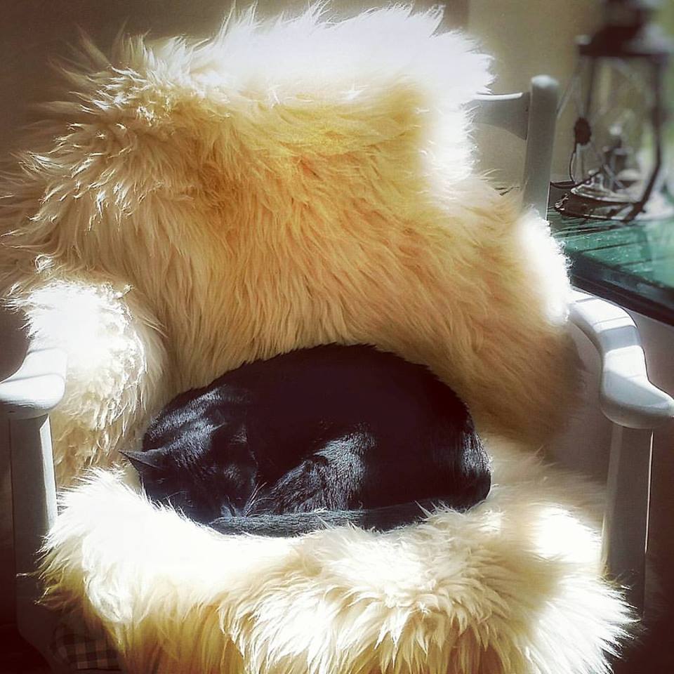 Just Our Stall Natural English Sheepskin Rug